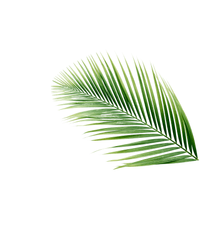QUIÉNES SOMOS - high angle view tropical palm leaves isolated white backdrop removebg