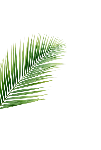 Beginning - high angle view tropical palm leaves isolated white backdrop removebg